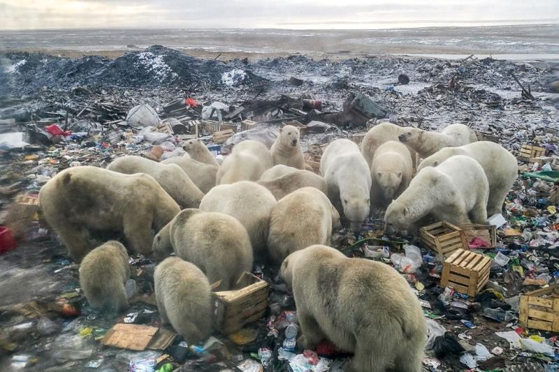 Polar bears feeding at a garbage dump near the village of Belushya Guba, on the remote Russian northern Novaya Zemlya archipelago. Alexander GRIR/AFP