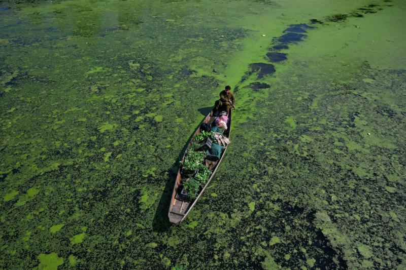 A man rows his boat through the polluted area of the iconic Dal Lake.